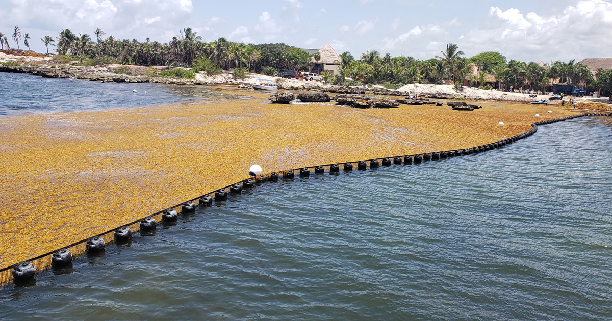 EDDY Pump's Application in Sargassum Seaweed Removal